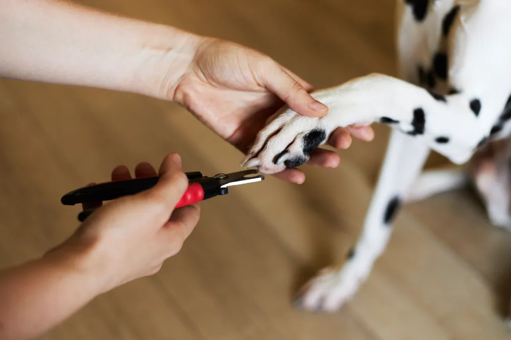 dog claws trimming