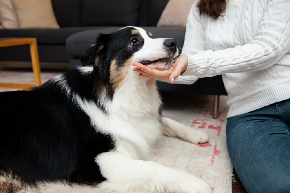 overgrown how to cut dog nails