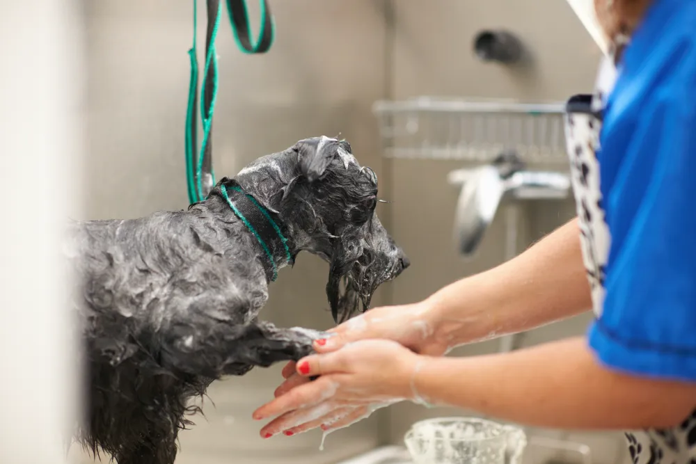 Dog grooming services