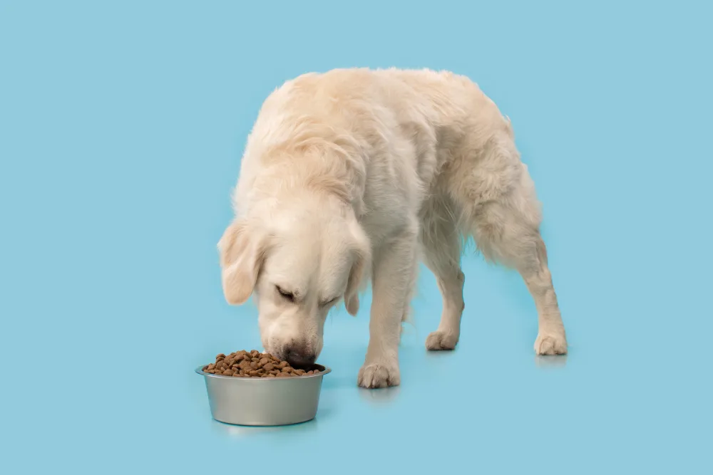 Grain-free dog food