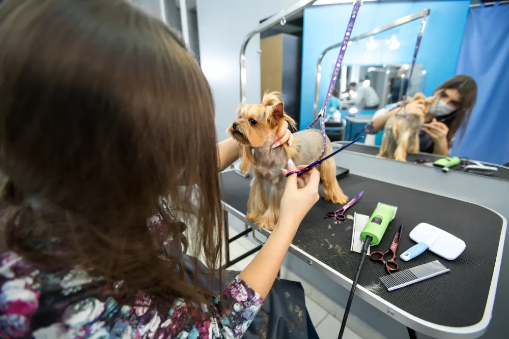 Pet grooming services