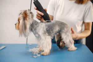 dog grooming
