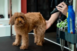 dog haircut