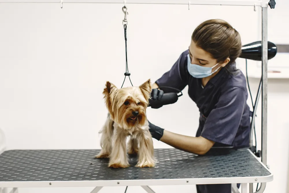 dog health
