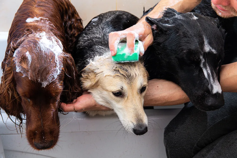 dog shampoo for sensitive skin