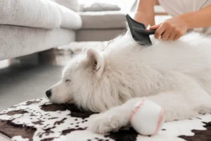 dog shedding