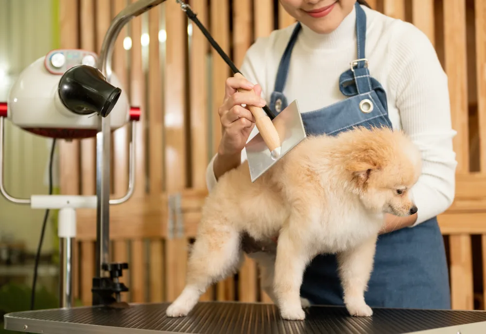 professional dog grooming